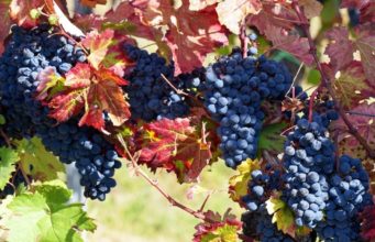 Grapes Indaba convenes in Italy