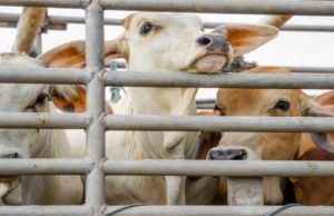 SA company tackles livestock theft