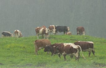 Some dangers of the rainy season on livestock