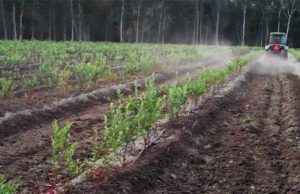 Smart irrigation design proves pivotal in Namibia’s first successful blueberry harvest