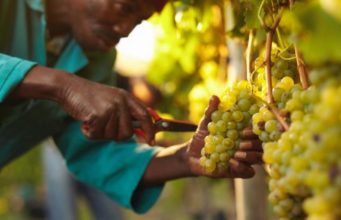 Agriculture investment hindering Agricultural Development –IPPR