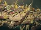 Southern Africa braces for locust Invasion fight