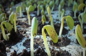 Namibian farmers reap rewards for turning to biochar as a form of natural fertilizer