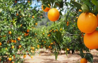 New pacts set to boost Namibia, Malawi agricultural hopes