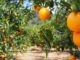 New pacts set to boost Namibia, Malawi agricultural hopes