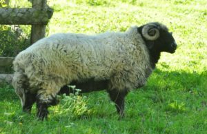 Drought, Covid-19, wreaks havoc on sheep farmers
