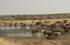 Omaheke “the cattle and agro region” of Namibia