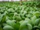 Let’s turn agricultural problems into opportunities- NNFU