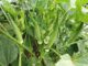 Opportunity for investors to partner with Namibia in green scheme project