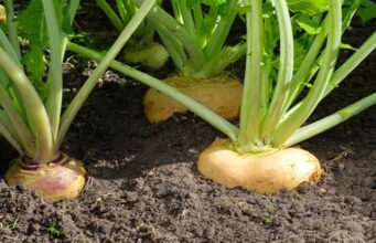 CARWG meeting emphasizes potential for conservation agriculture