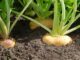 CARWG meeting emphasizes potential for conservation agriculture