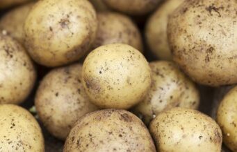 Namibian Potato Revolution: Nahop Empowers Farmers to Bridge the Spud Gap