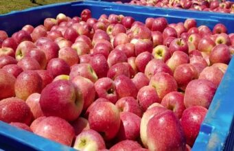 A World Apart, United by Fruit: Brazil and Namibia’s Sweet Collaboration