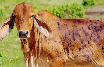 Lumpy Skin Disease Outbreak in Namibia: Farmers Urged to Vaccinate Cattle