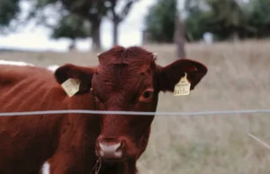 Namibia Bans German Livestock Imports Following Foot-and-Mouth Disease Outbreak