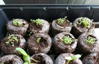 Radio: A Lifeline for Namibian Farmers in the Face of Climate Change