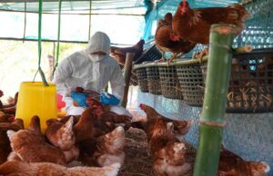 Namibian Farmers Urged to Step Up Precautions Amid Avian Influenza Outbreak in Botswana.