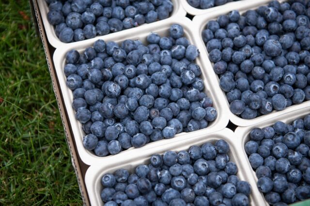 Standard Bank Bets Big on Blueberries, Sowing Seeds of Growth in Namibia