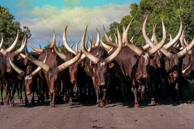 Stock Theft Tops N$3 Million as Zambezi Battles Cross Border Crime