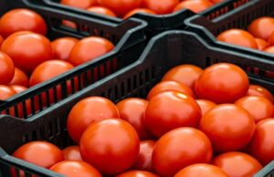 Namibia Opens Border to Tomato Imports After Legal Ruling