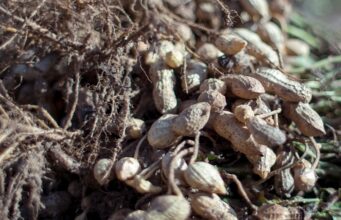 Discovery offers hope against stem rot