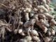 Discovery offers hope against stem rot