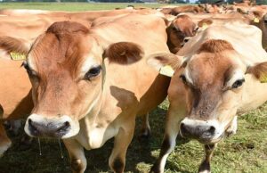 Namibia Rushes to Protect Meat Exports from Foot-and-Mouth Threat