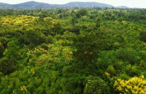 Africa Coalition Slams Brazil’s $125 Billion Forest Fund as a ‘Dangerous Financialisaton of Nature’