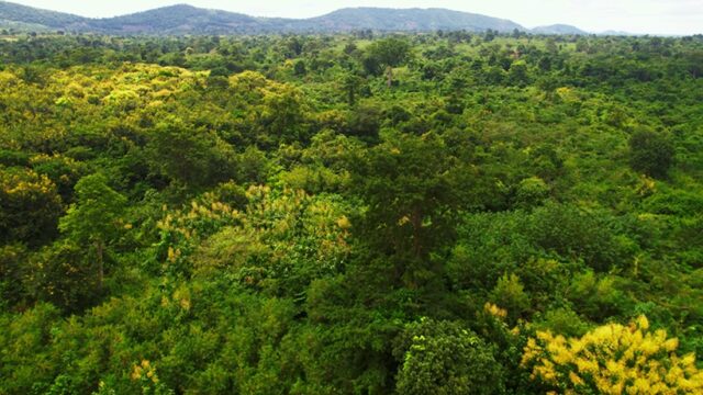 Africa Coalition Slams Brazil’s $125 Billion Forest Fund as a ‘Dangerous Financialisaton of Nature’