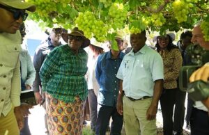 Namibia Grape Company’s Housing Initiative Sets Benchmark for Agricultural Investment in Karas Region