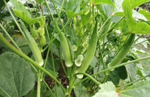 Namibia’s Green Schemes on the Brink: A Food Security Crisis