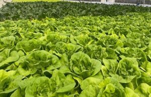 Oribi Aquaponics scales up for regional market dominance