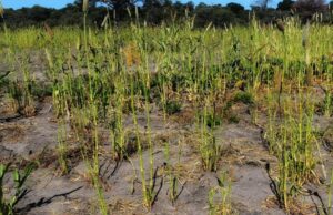 Japan Ups Namibia Agri-Aid, Pledges N$48 Million for Drought Resilience