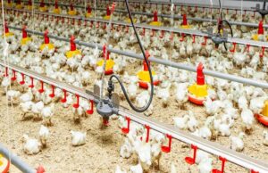 Namibia Records Poultry Surge as Domestic Slaughter Hits 17.6 Million Birds