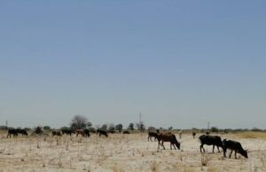 Namibia Targets Illegal Mining Glut with New Regulatory Framework