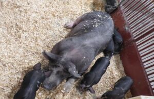 Premier African AgriTech Expo Lands in SA
