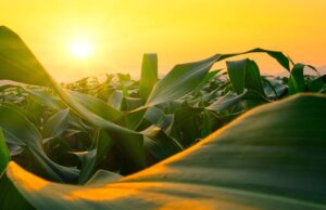 COP30 Stalls on Agriculture as Africa Demands Climate Justice