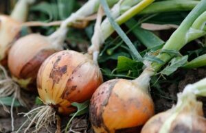 Namibia Forecasts Agricultural Rebound as Rainfall Ends Three-Year Dry Spell