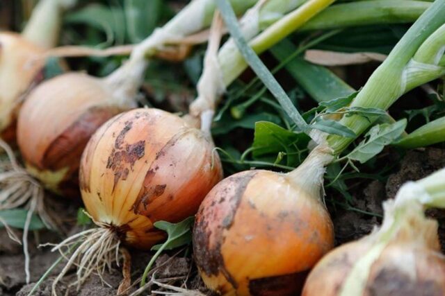Namibia Forecasts Agricultural Rebound as Rainfall Ends Three-Year Dry Spell
