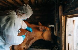 Namibia procures equipment, vaccines to combat FMD …as SA, Botswana battle disease