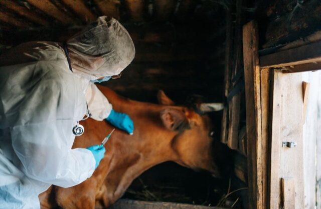 Namibia procures equipment, vaccines to combat FMD …as SA, Botswana battle disease