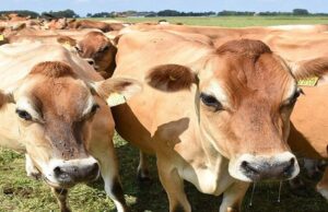 Agriculture minister warns farmers to stay alert against FMD