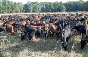Namibia Shuts the Gate on Botswana Livestock Over FMD Fears – Updates