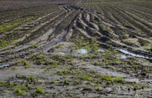 Namibia’s Subsistence Sector Eyes Recovery After Record Rains