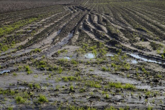 Namibia’s Subsistence Sector Eyes Recovery After Record Rains