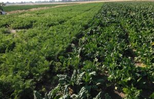 Digital Harvest: Namibia Explores National Agricultural Data Framework