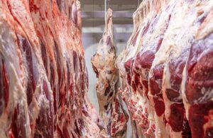 Namibia’s Beef Industry Signals Resilience