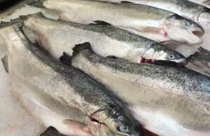 Namibia’s Salmon Ambition Could Rewrite the Country’s Fisheries Story