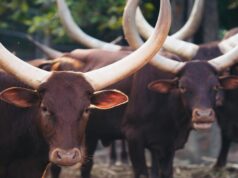 Global Call to Restore Critical Ecosystems Gains Urgency