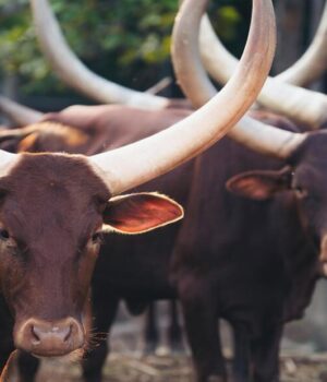 Global Call to Restore Critical Ecosystems Gains Urgency